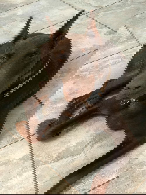 Fonsi