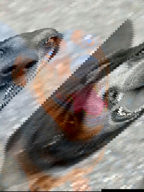 Dobby
