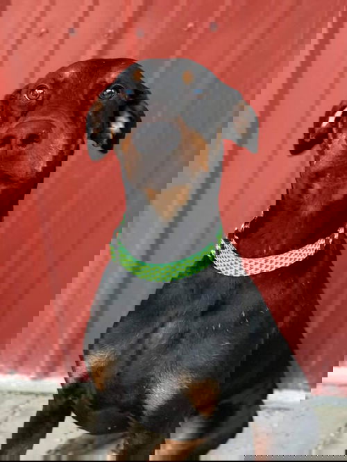 Vito