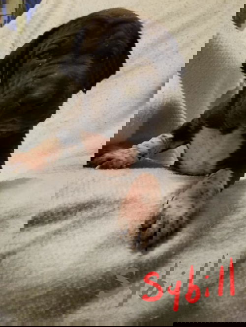 Sybill