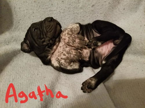 Agatha