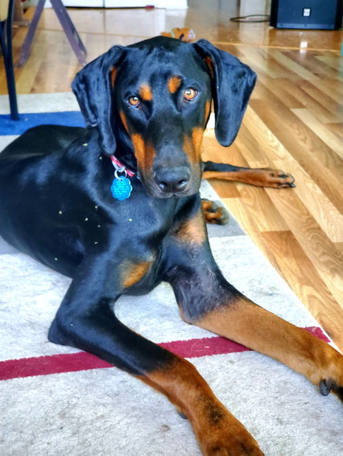 Louie