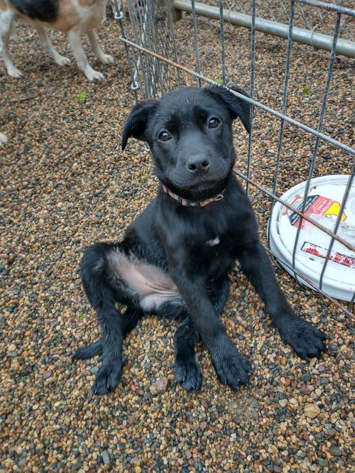 Roscoe