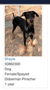 Shayla