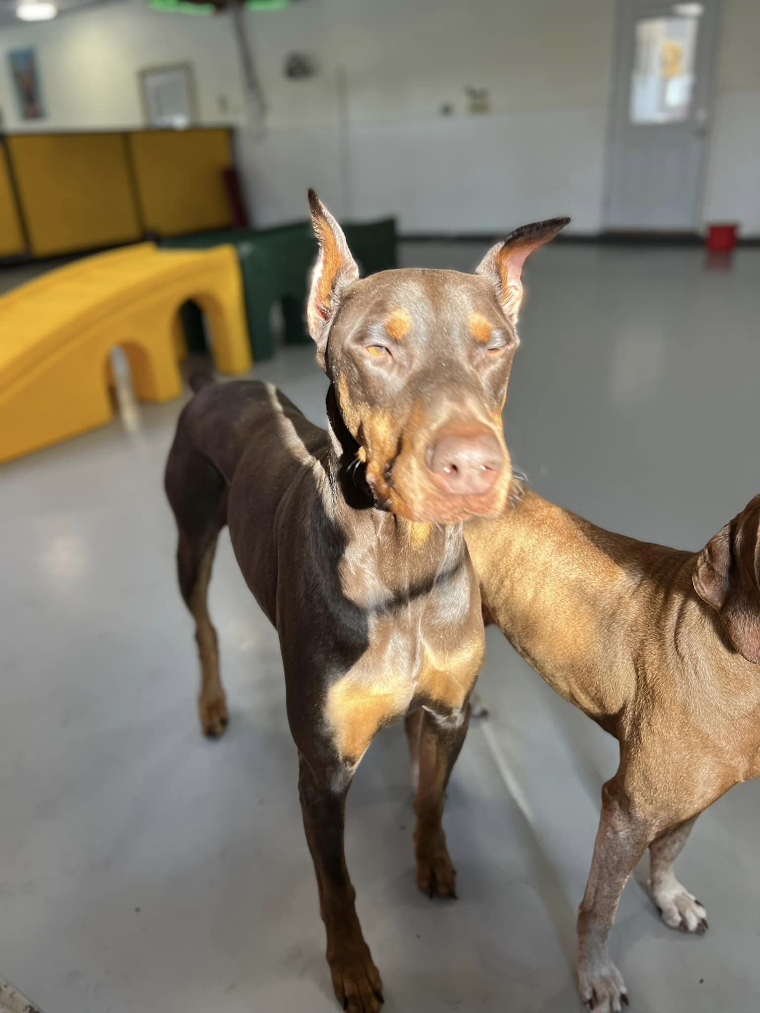 Solid cheap red doberman