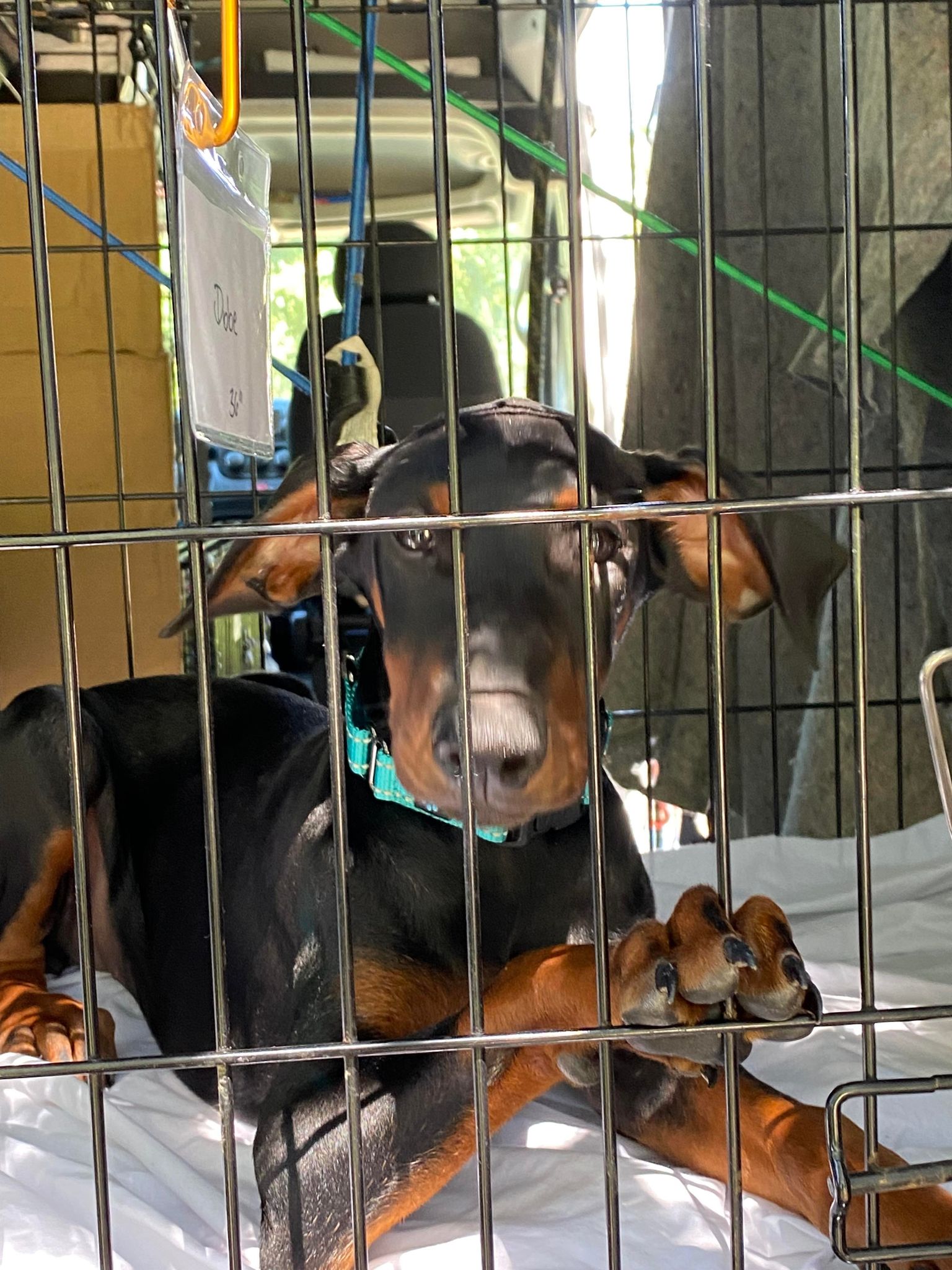 Dog for Adoption - Charlie, a Doberman Pinscher in Plymouth, MN | Alpha Paw