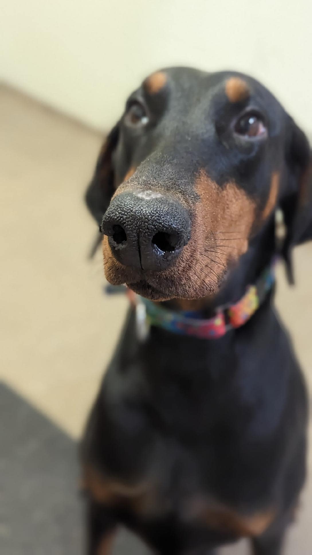 Dog for Adoption - Macy, a Doberman Pinscher in Paynesville, MN | Alpha Paw