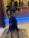 Coco Adoption pending!