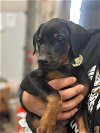Jericho Puppy Adoption Pending!