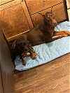 Jericho Puppy Adoption Pending!