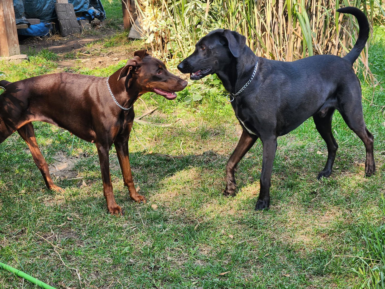 Cinder Adoption Pending!