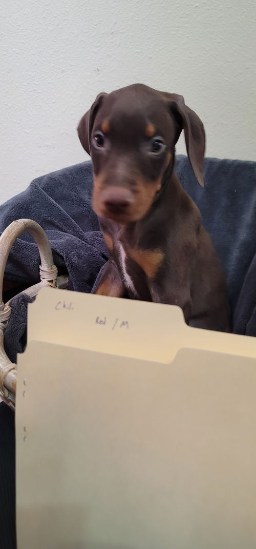 Chili