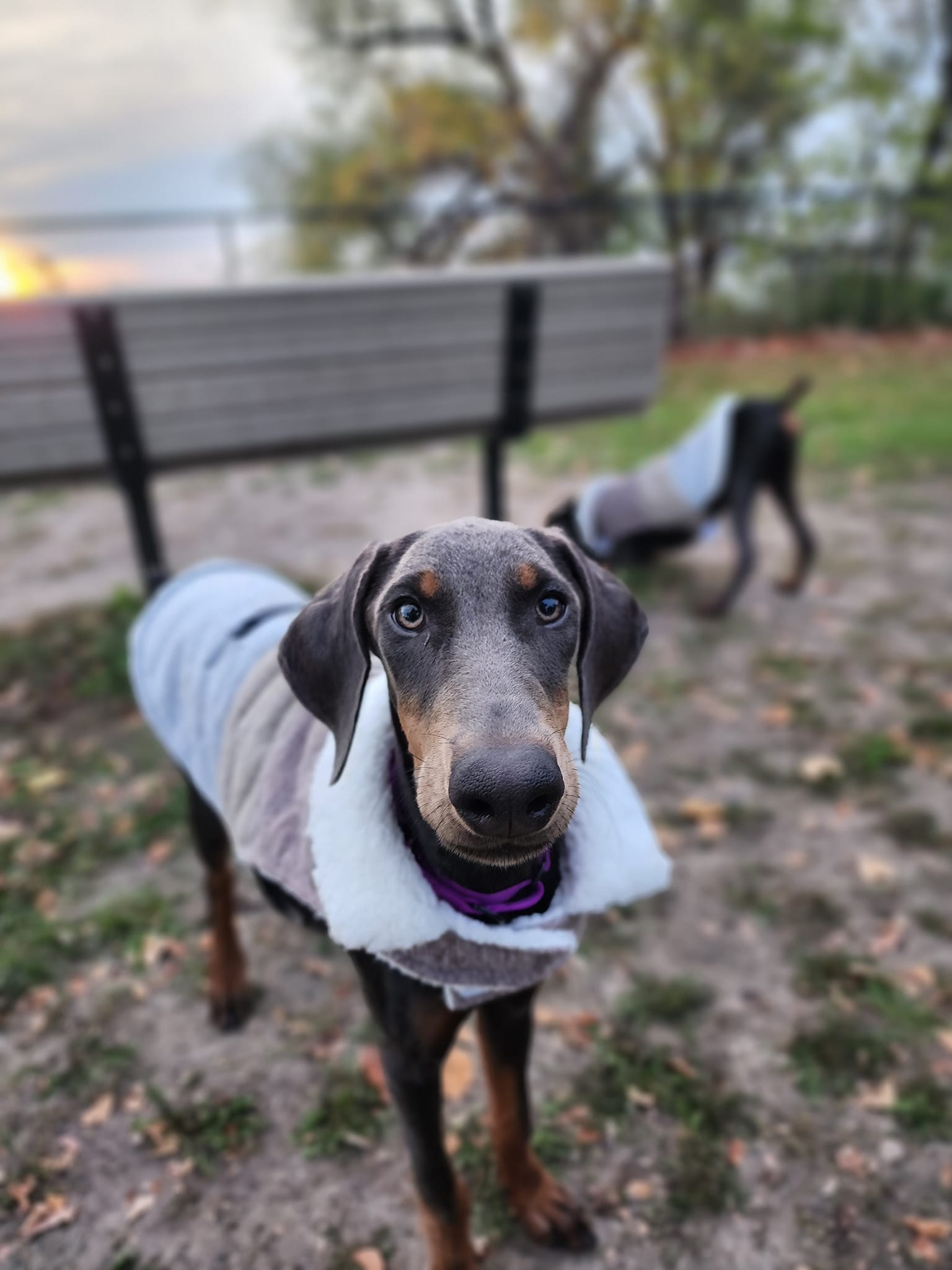 Dog for Adoption - Daphne, a Doberman Pinscher in Mendota Heights, MN ...
