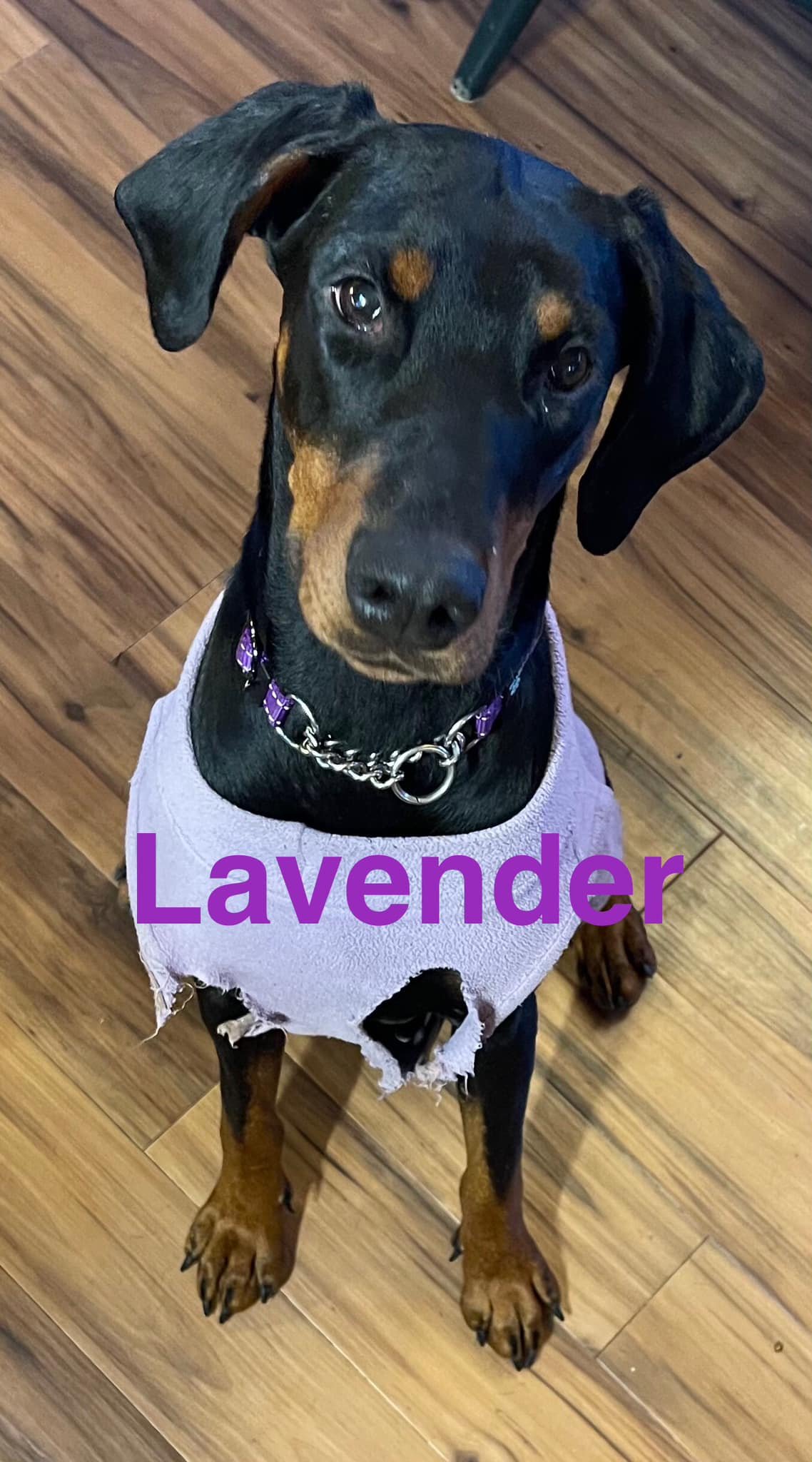 adoptable Dog in Buffalo, MN named Lavender