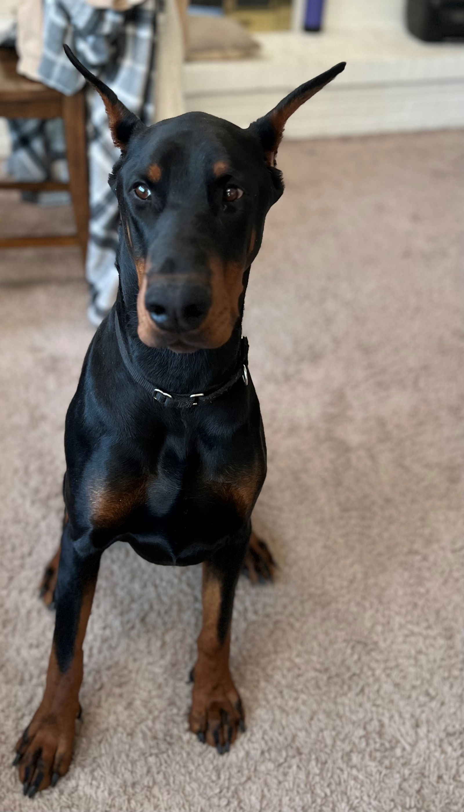 Dog for Adoption - DJ Foster Needed!, a Doberman Pinscher in Maple ...