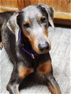 adoptable Dog in , MN named Luna--Adoption Pending