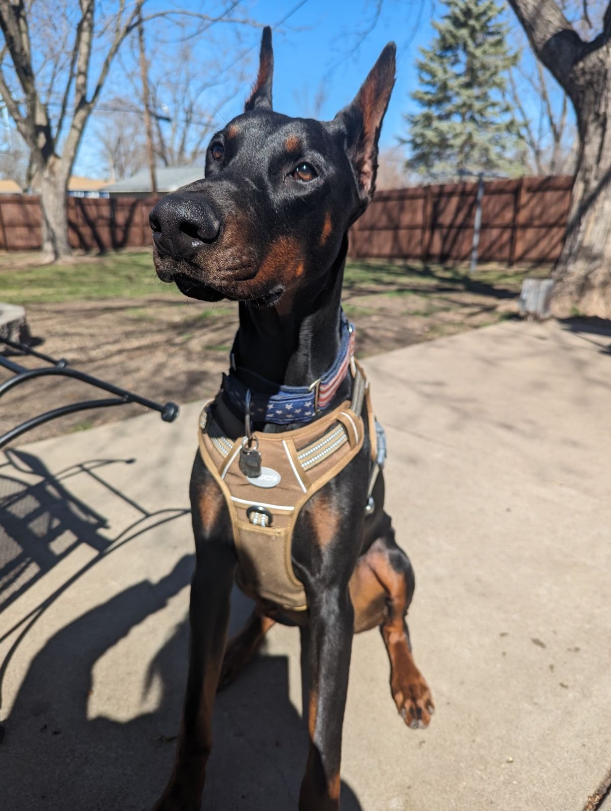 adoptable Dog in Buffalo, MN named Ezra