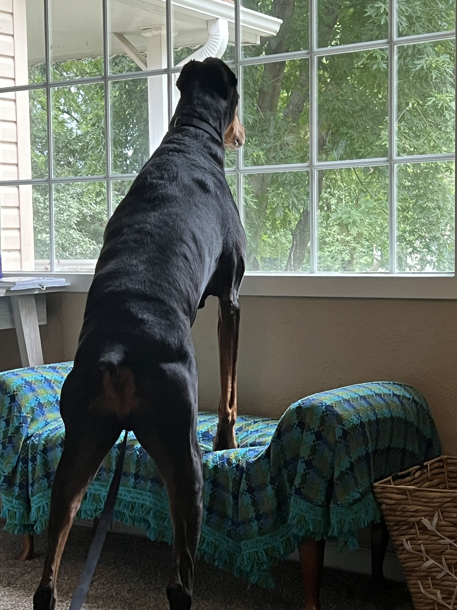adoptable Dog in Buffalo, MN named Raider