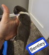 Bentley Adoption Pending!