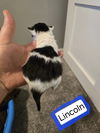 Lincoln Adoption Pending!