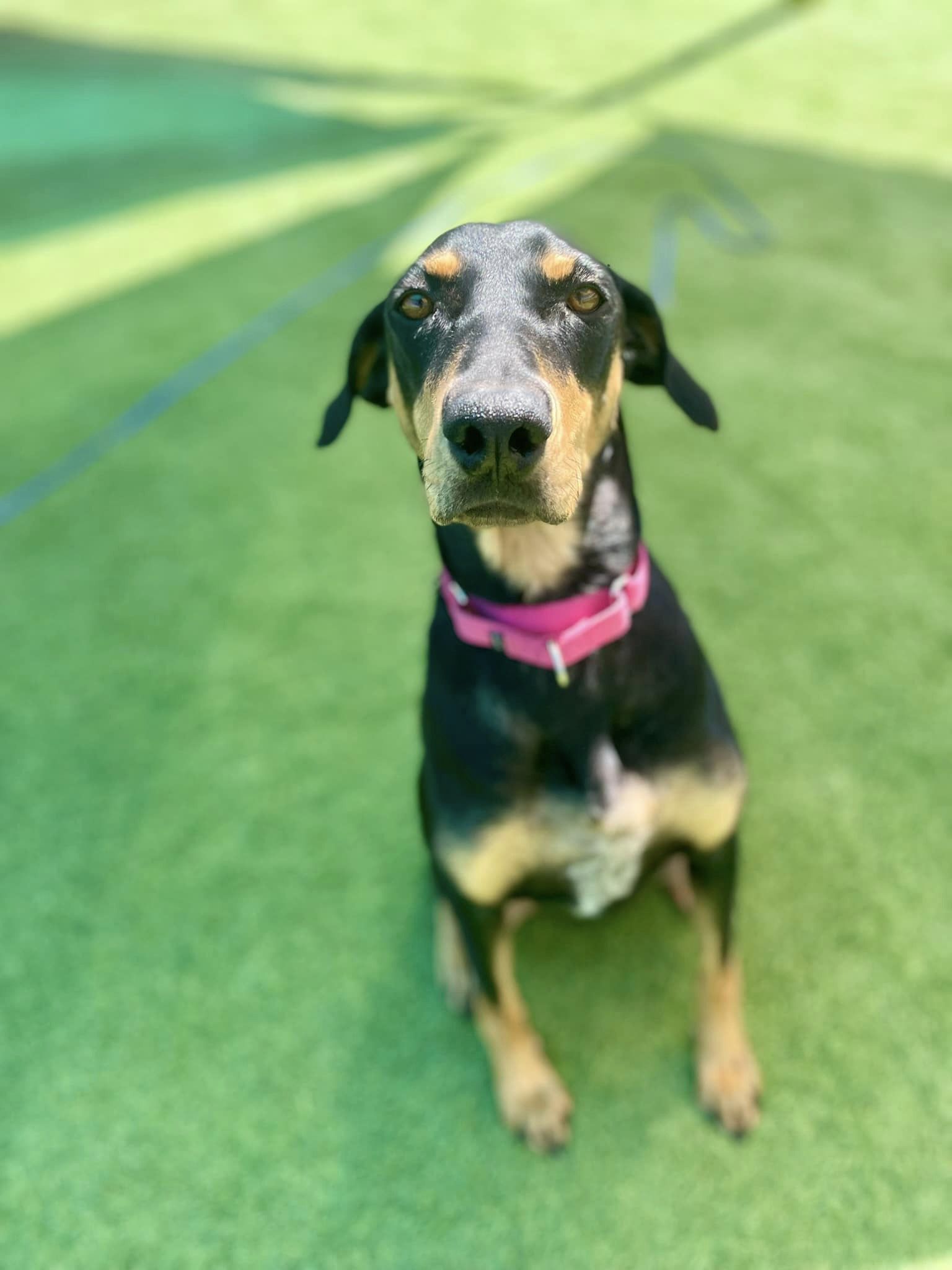 adoptable Dog in Buffalo, MN named Layla