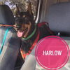 Harlow Adoption Pending!