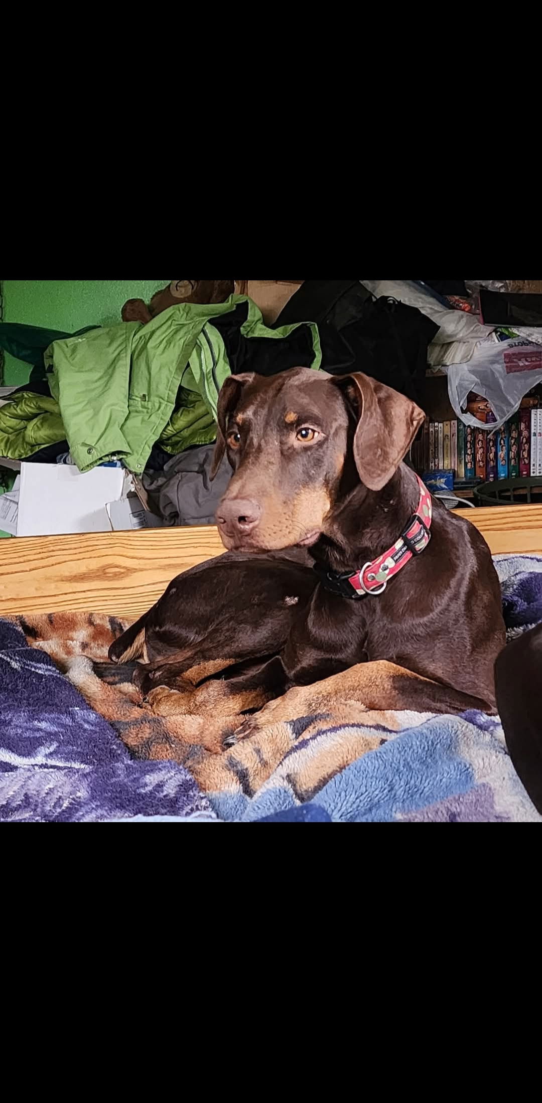 adoptable Dog in Buffalo, MN named Dragon