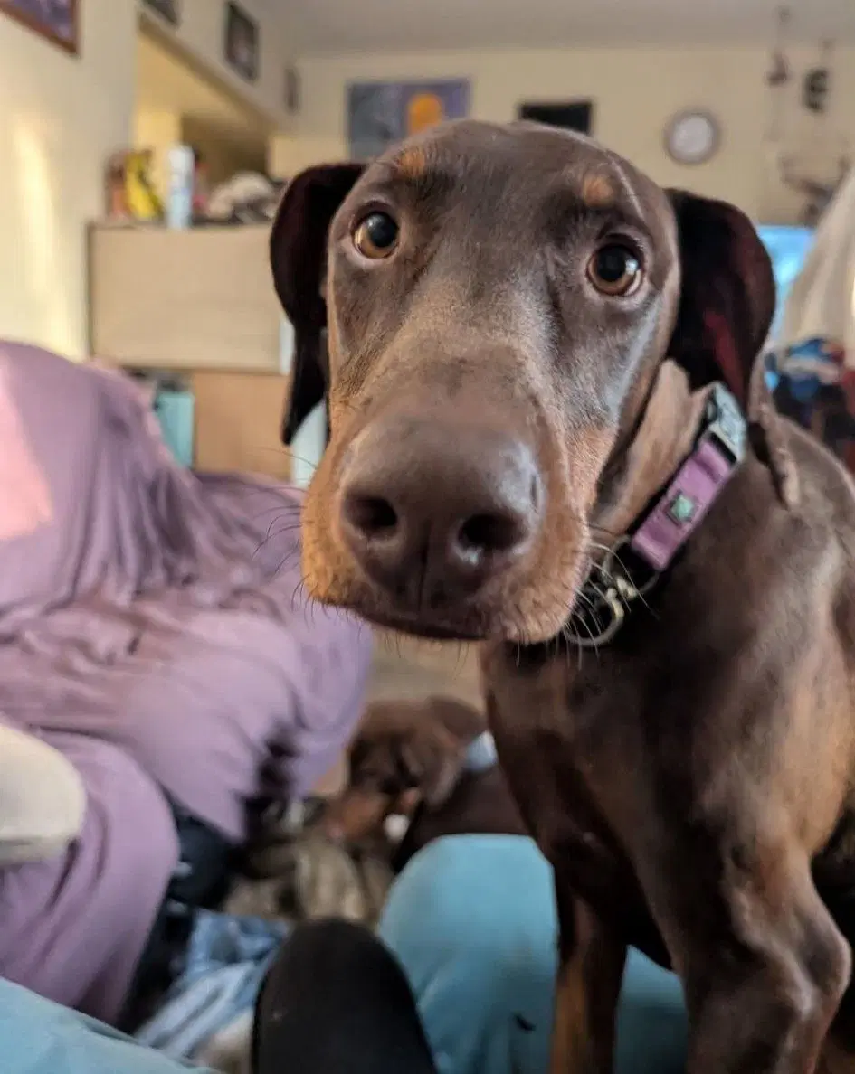 Dragon - Doberman Pinscher