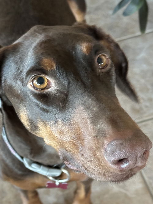 picture of the dog needing adoption