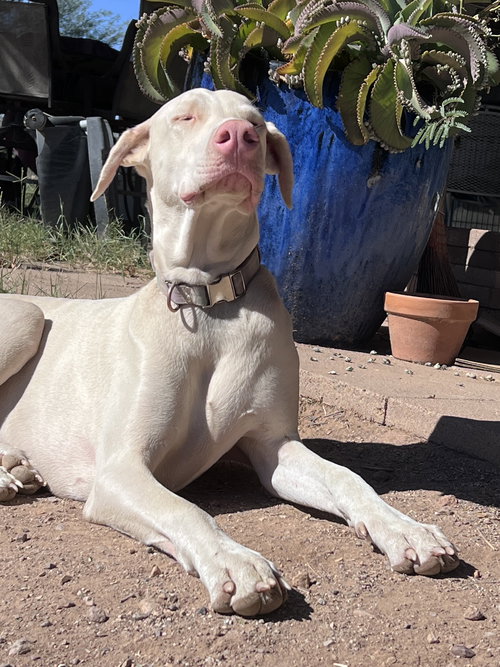 Casper Adoption Pending!