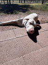Casper