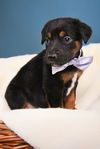 Puppies Litter 1