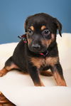 Puppies Litter 1