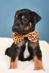 Puppies Litter 1
