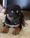 Puppies Litter 1