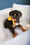 Puppies Litter 1