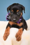Puppies Litter 1