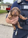 Puppies litter 2