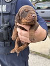 Puppies litter 2