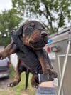 Puppies litter 2