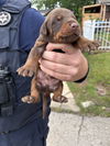 Puppies litter 2