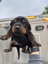 Puppies litter 2