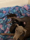 Puppies litter 2