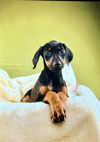 Puppies litter 3