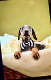 Puppies litter 3