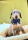 Puppies litter 3