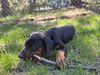 Helen Adoption Pending