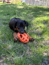 Helen Adoption Pending