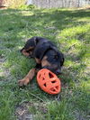 Helen Adoption Pending