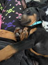 Helen Adoption Pending